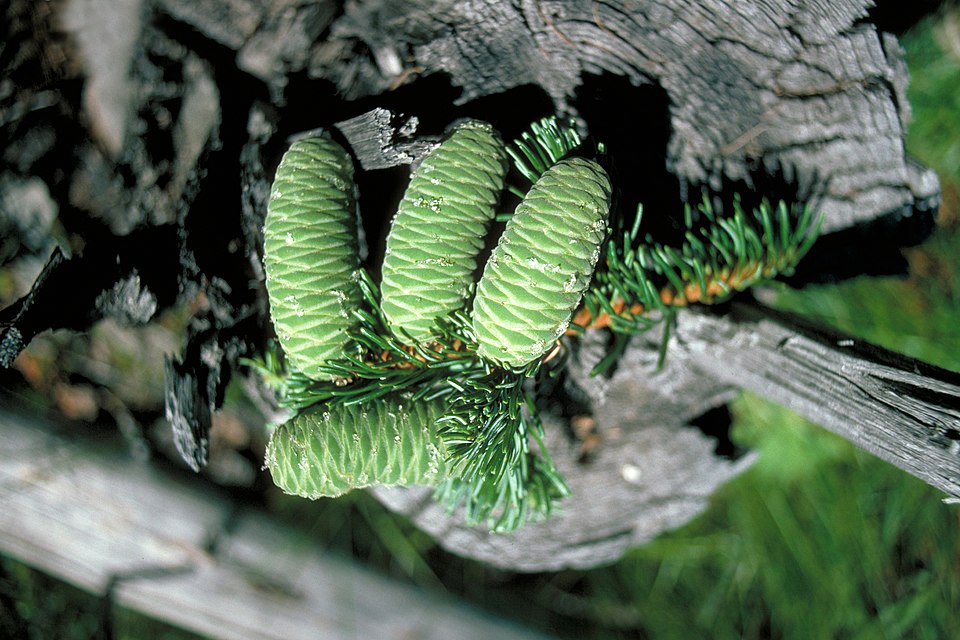 Grand Fir