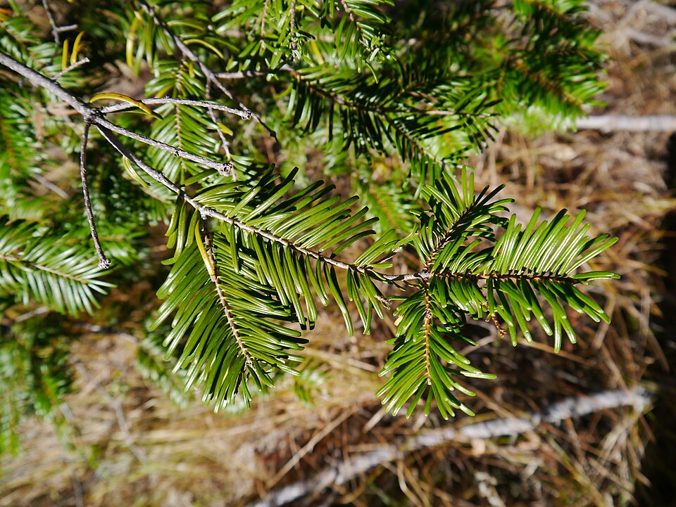 Grand Fir