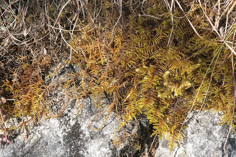 Abietenella Moss
