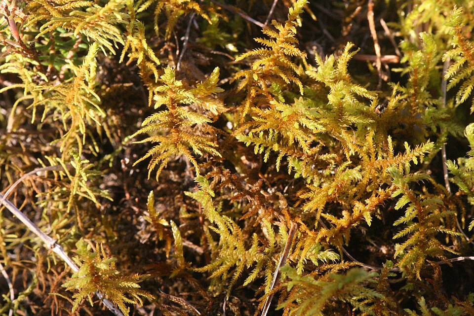 Abietenella Moss