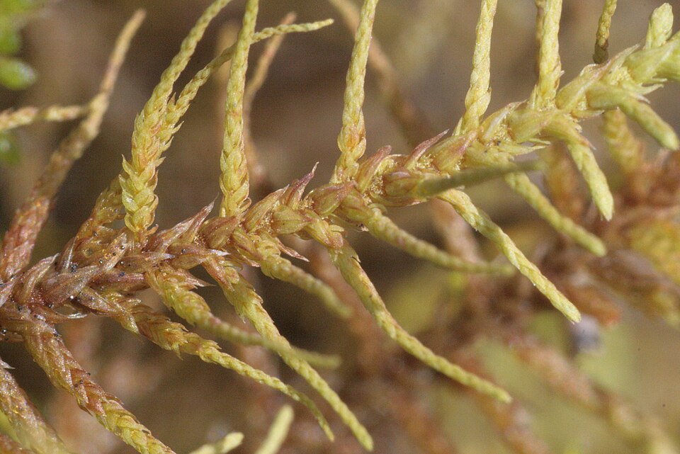 Abietinella Moss