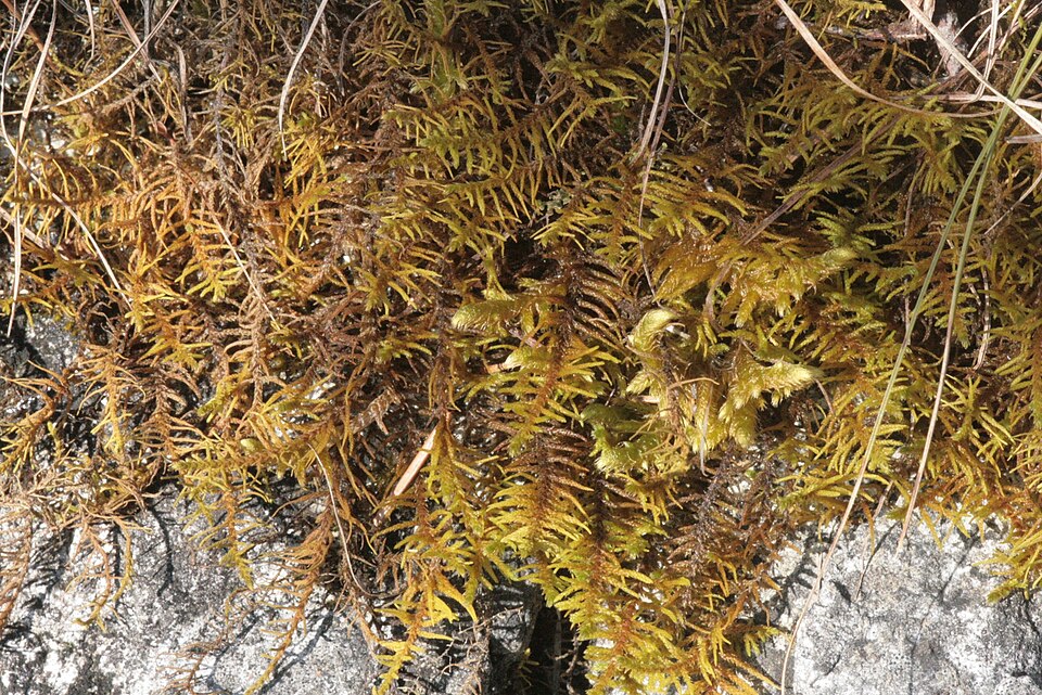 Abietinella Moss