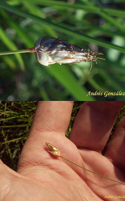 Sedge