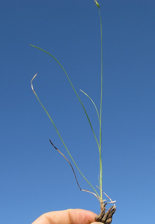 Sedge