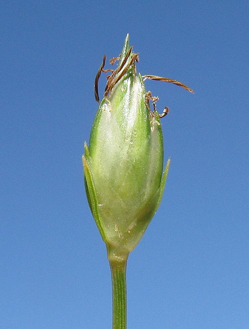Flatspike Sedge
