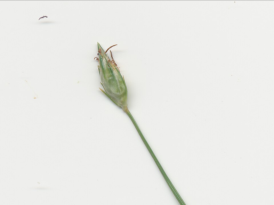 Flatspike Sedge