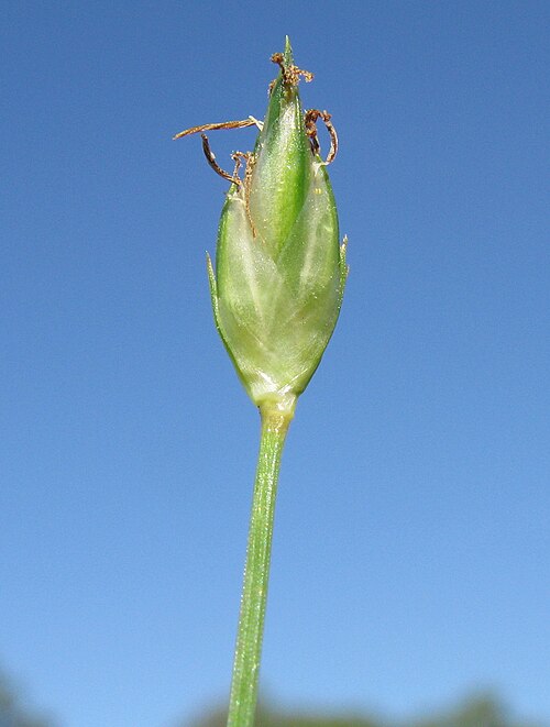 Flatspike Sedge