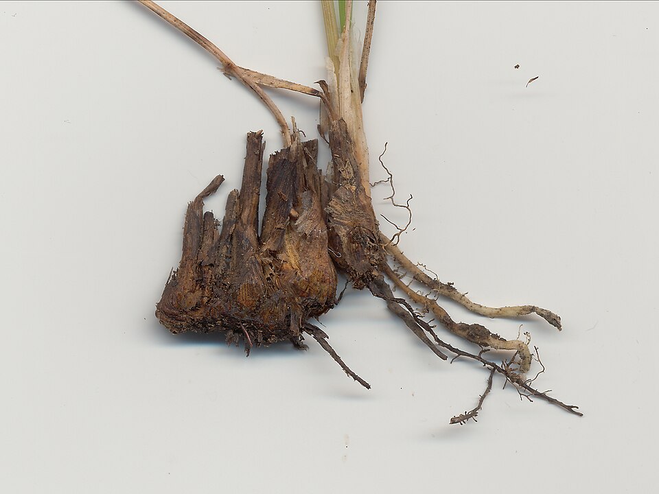 Flatspike Sedge
