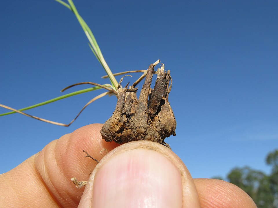 Flatspike Sedge