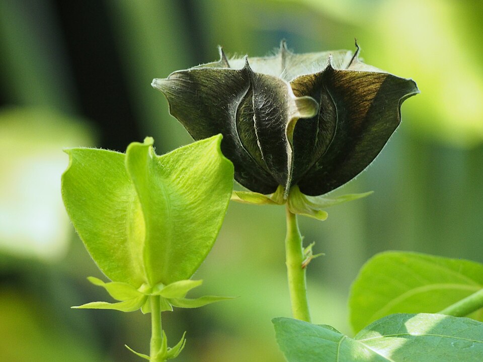 Devil's-cotton