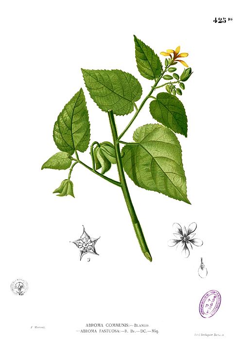 Devil's-cotton
