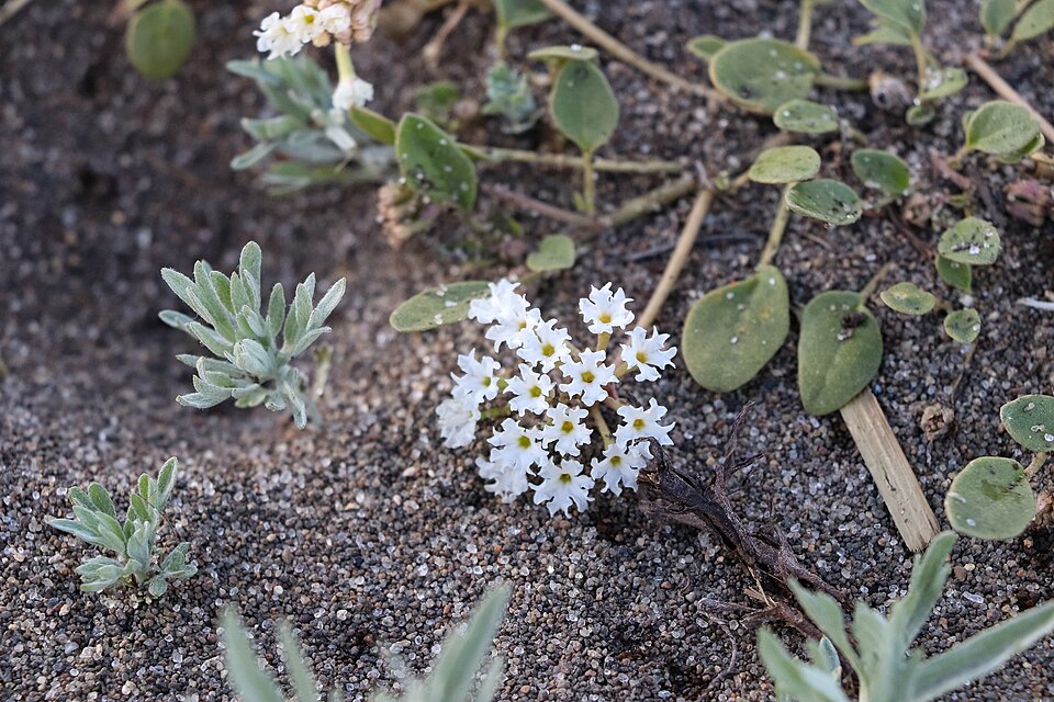 Wyoming Sand Verbena