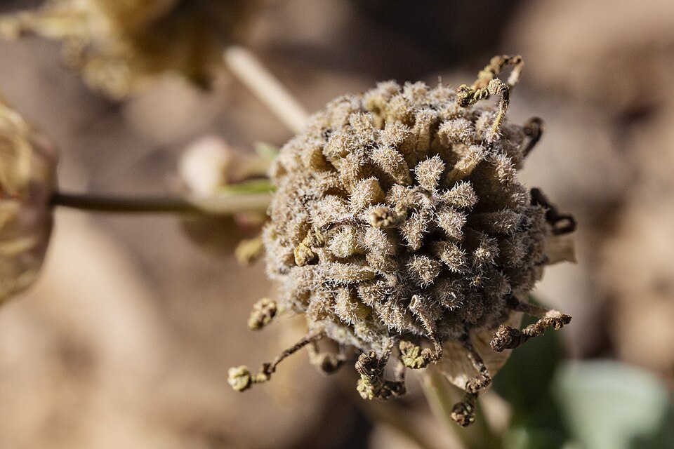 Fragrant White Sand Verbena