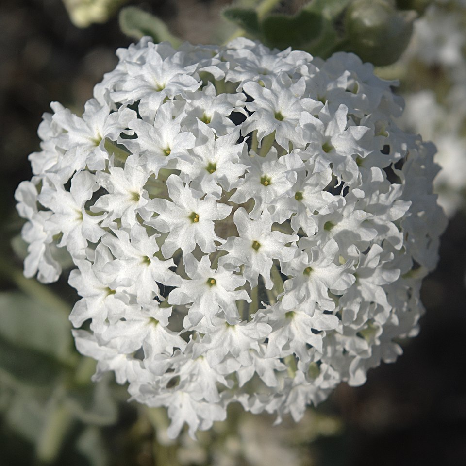 Snowball Sand Verbena