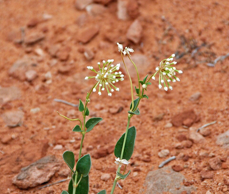 Snowball Sand Verbena