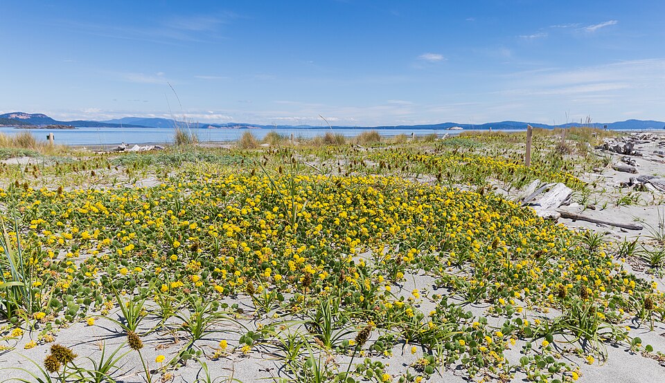Coastal Sand Verbena