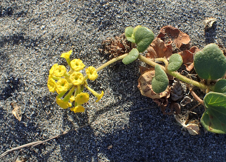 Coastal Sand Verbena