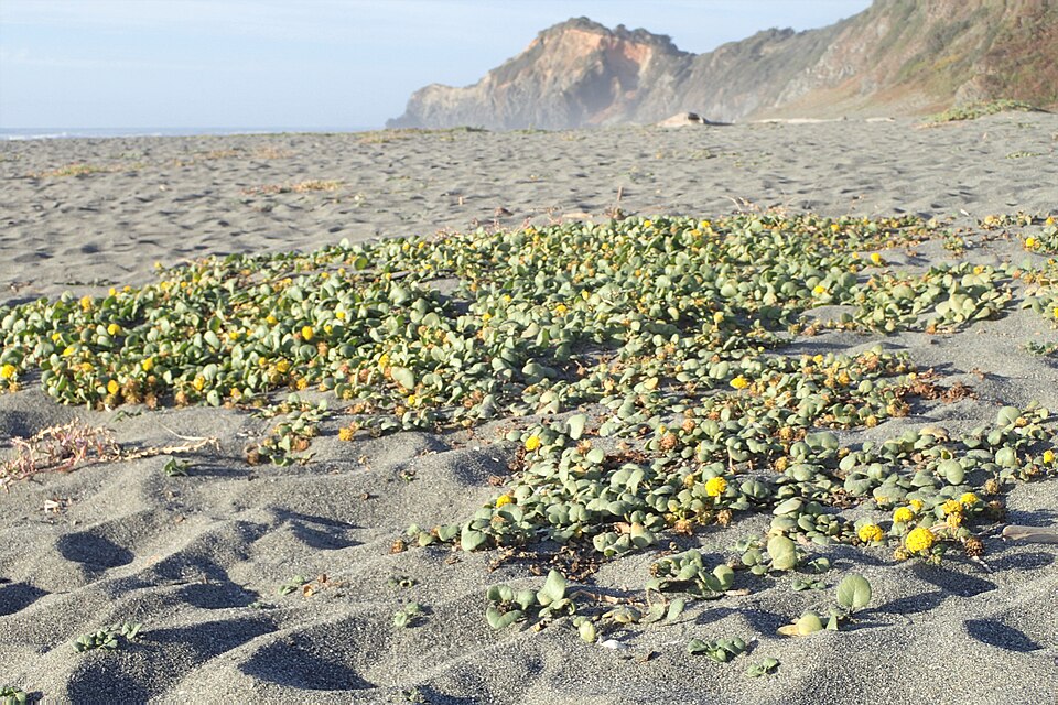 Coastal Sand Verbena