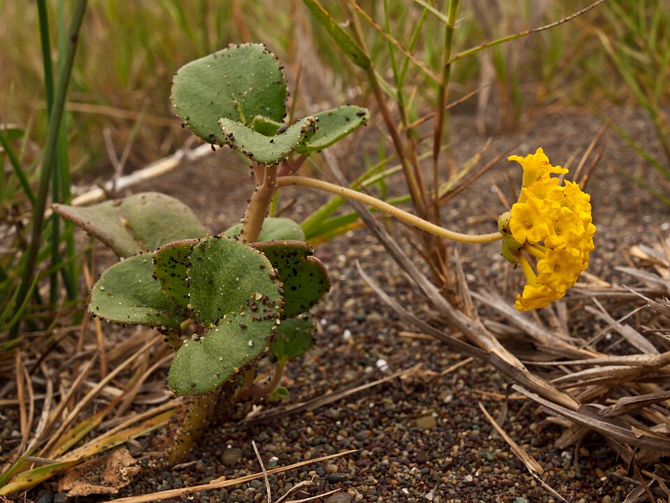 Coastal Sand Verbena