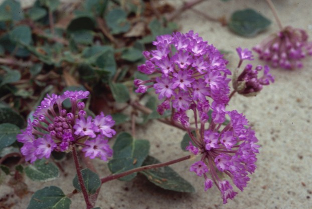 Largefruit Sand Verbena