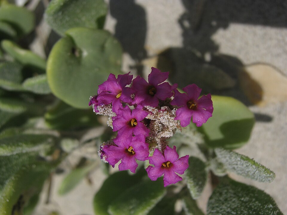Red Sand Verbena