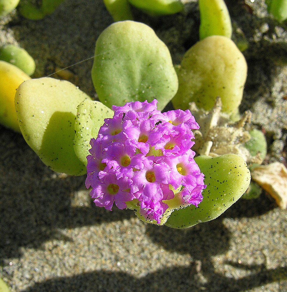 Red Sand Verbena