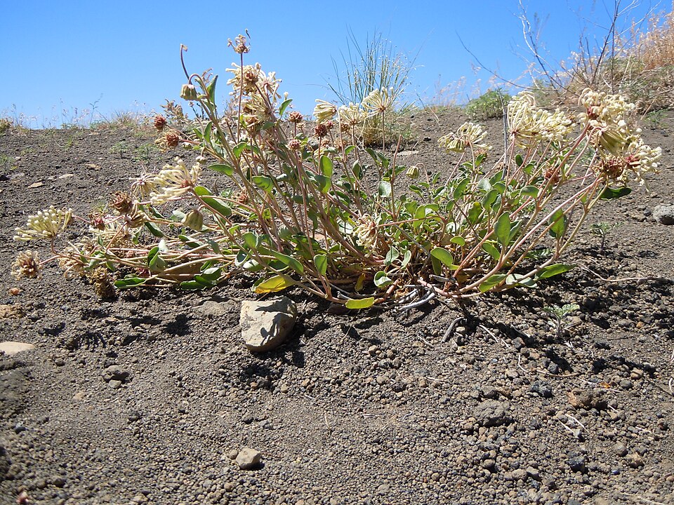 White Sand Verbena