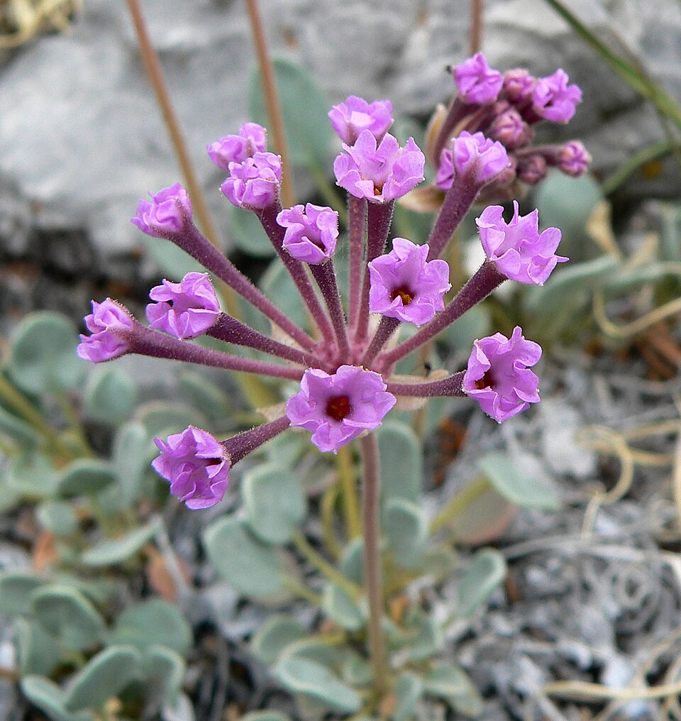 Dwarf Sand Verbena