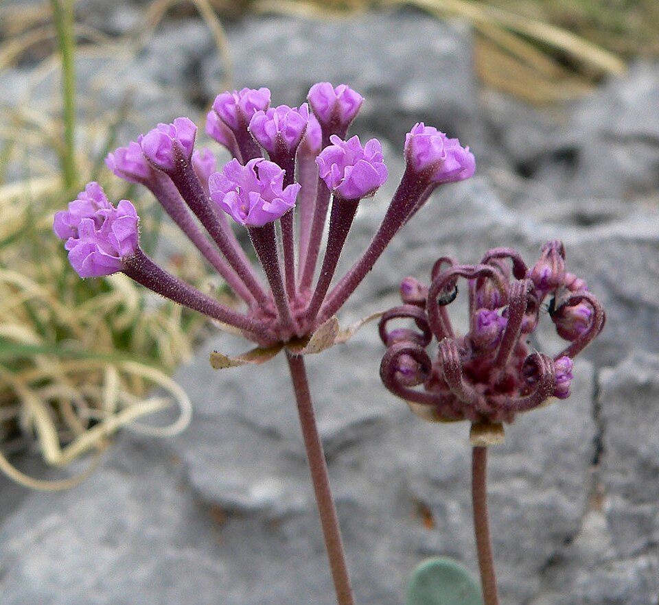 Dwarf Sand Verbena