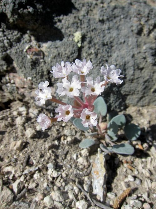 Dwarf Sand Verbena