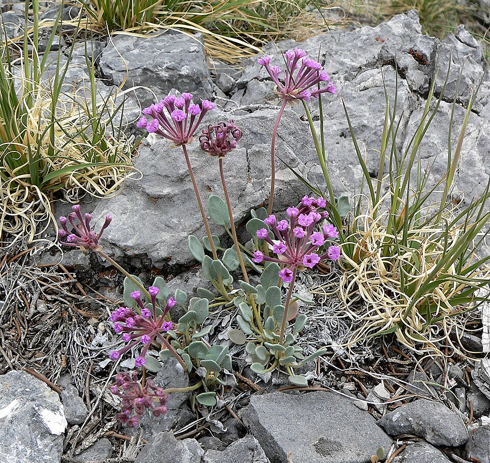 Dwarf Sand Verbena
