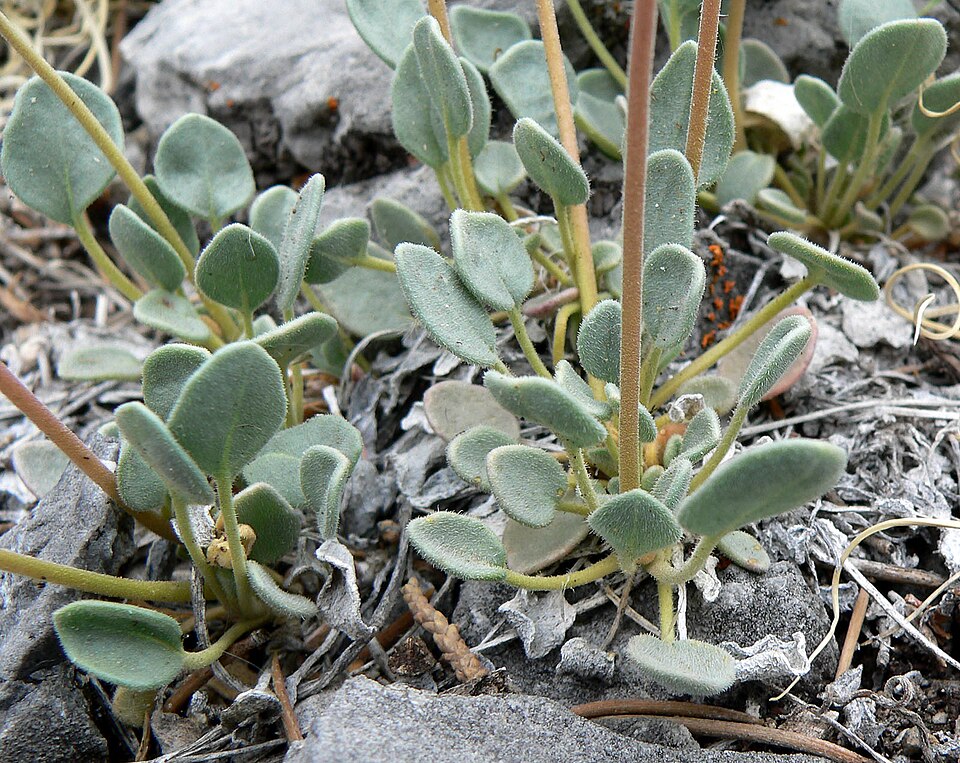 Dwarf Sand Verbena