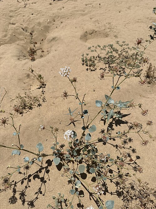 Mojave Sand Verbena