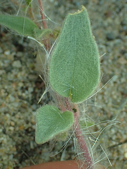 Mojave Sand Verbena
