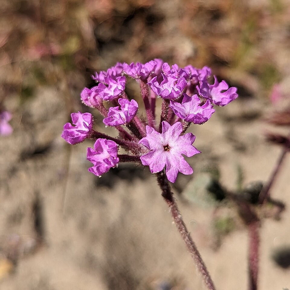 Mojave Sand Verbena