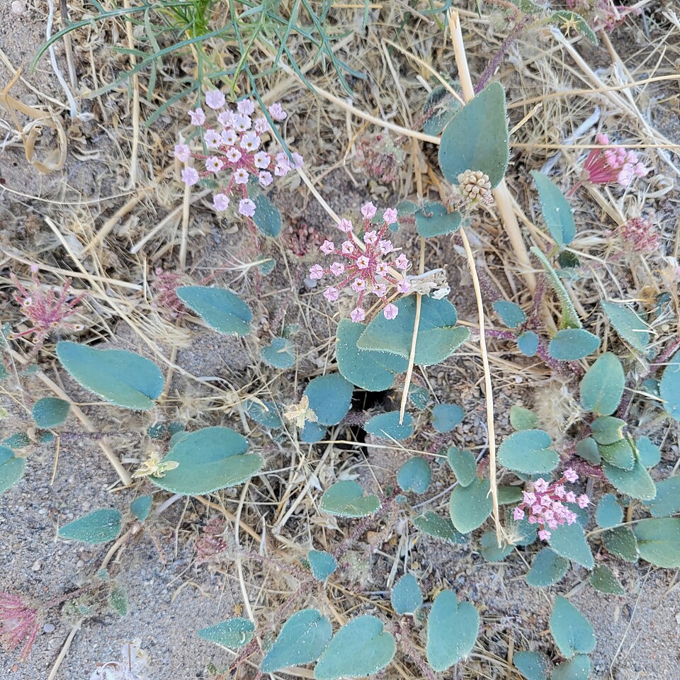 Mojave Sand Verbena