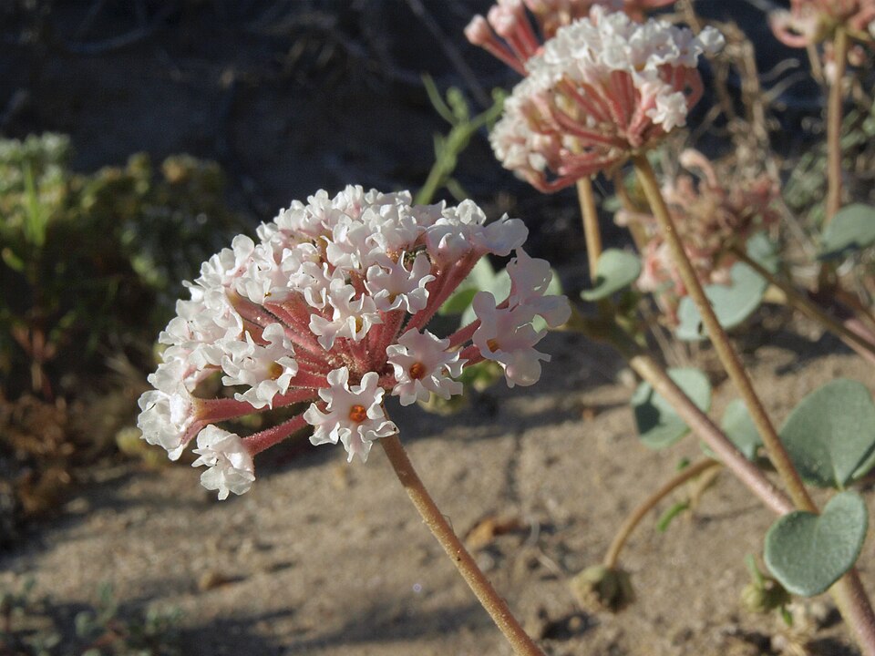Transmontane Sand Verbena