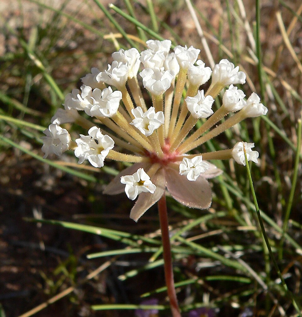 Transmontane Sand Verbena