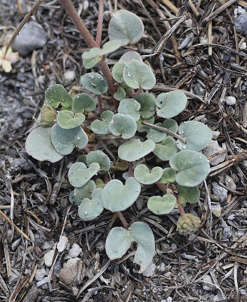 Transmontane Sand Verbena