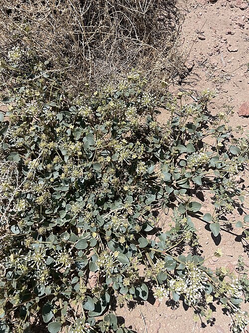 Transmontane Sand Verbena
