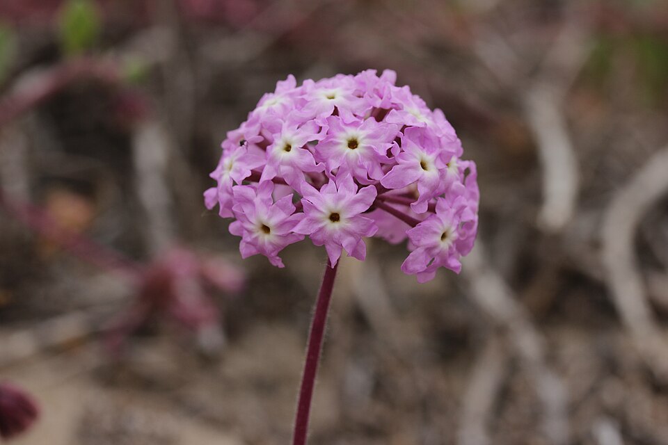 Pink Sand Verbena