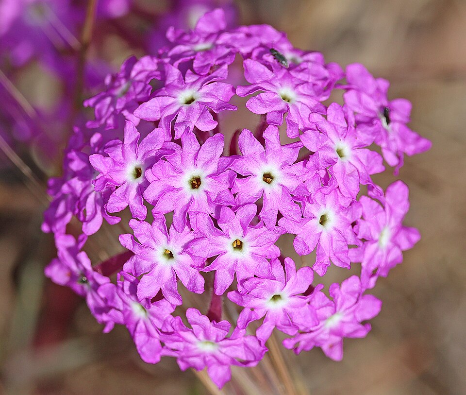 Pink Sand Verbena