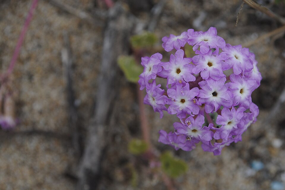 Pink Sand Verbena