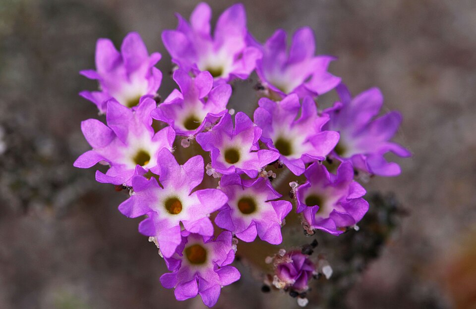 Pink Sand Verbena
