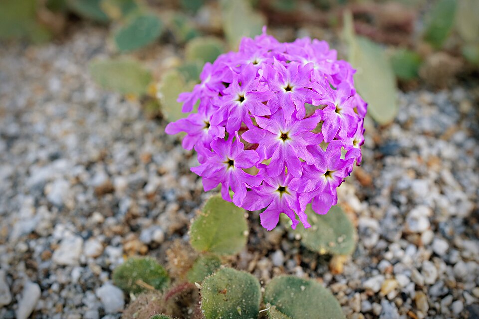 Desert Sand Verbena