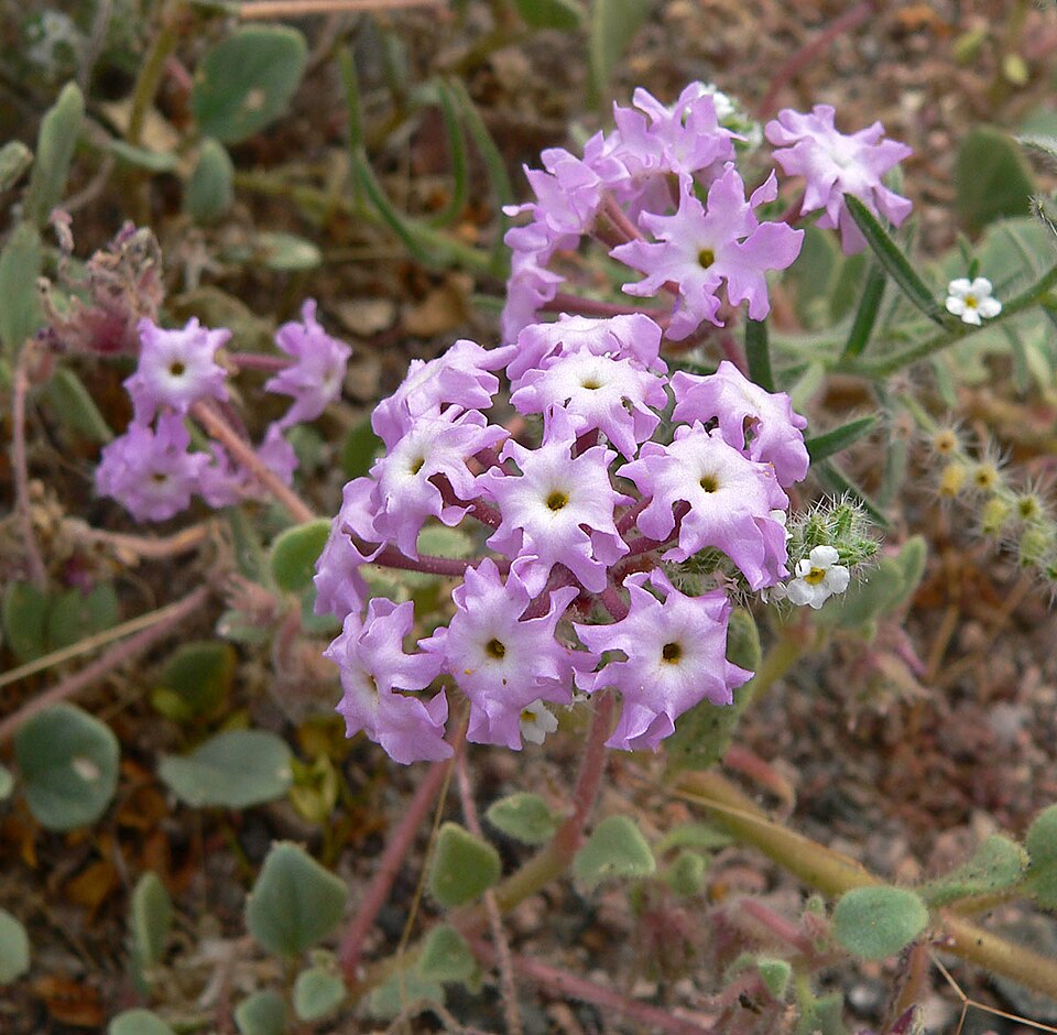 Desert Sand Verbena