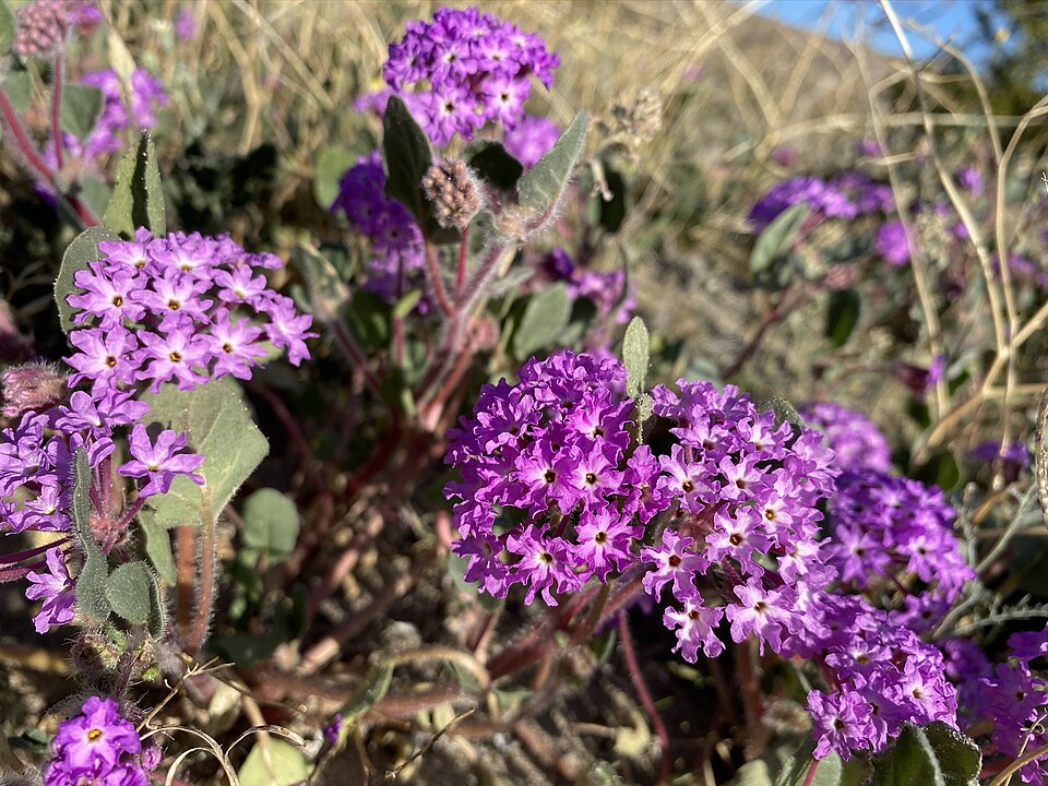 Desert Sand Verbena