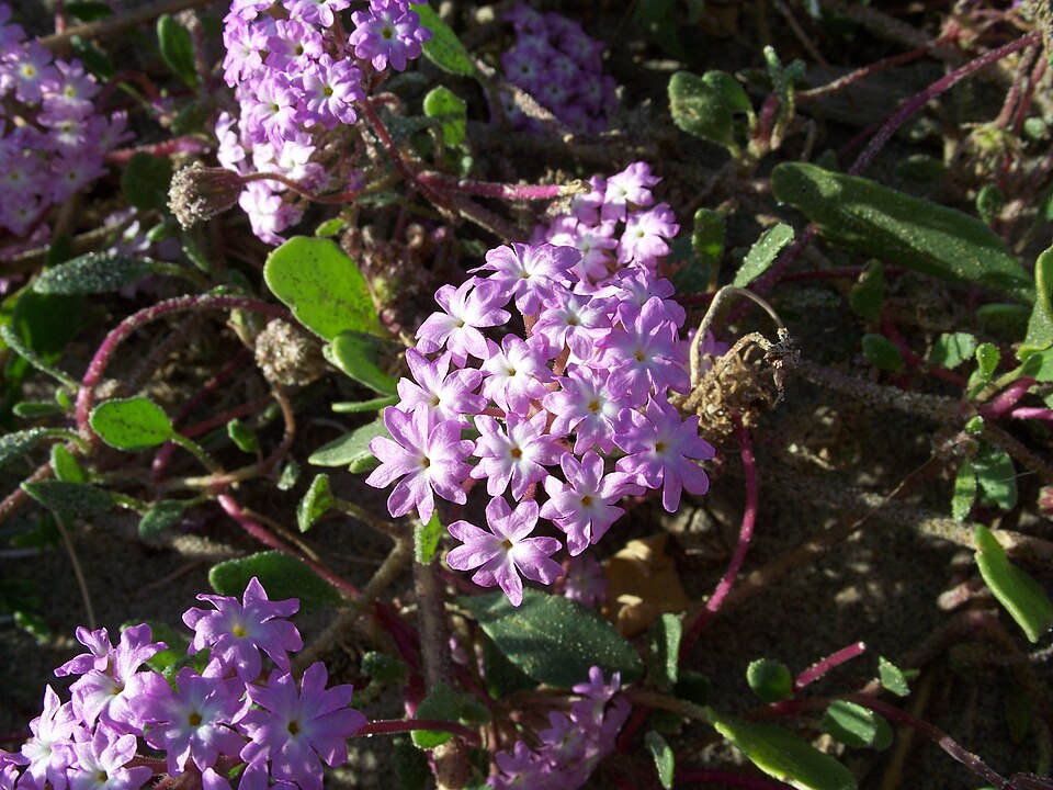 Desert Sand Verbena