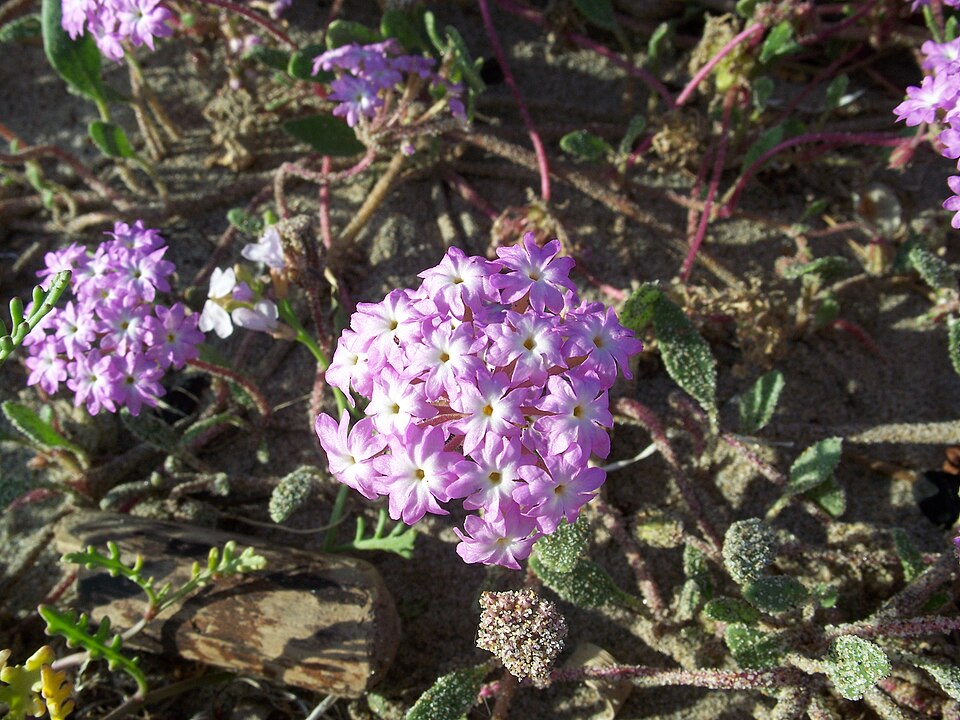 Desert Sand Verbena