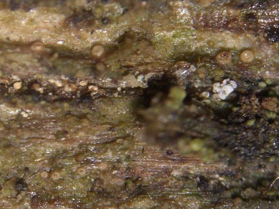 Absconditella Lichen